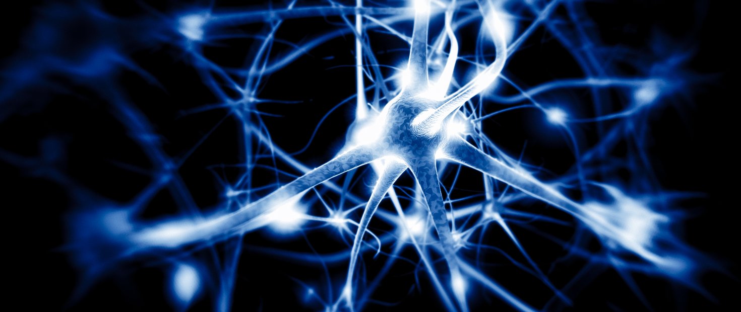The Autonomic Nervous System